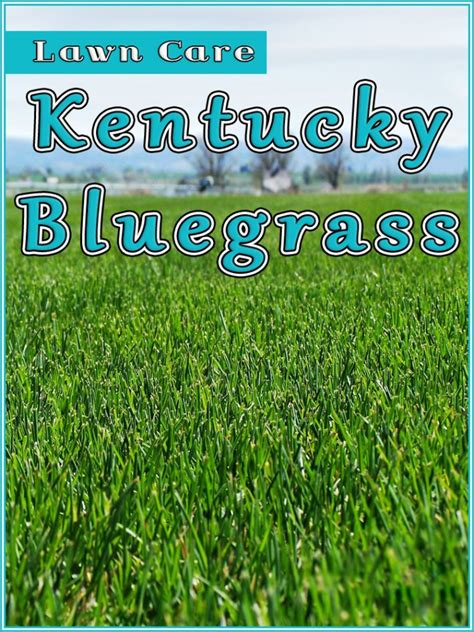 Kentucky Bluegrass Lawn Care