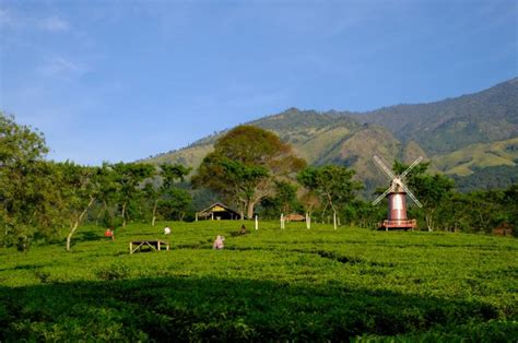 Mengenal Kebun Teh Wonosari yang Ada Sejak Zaman Belanda | Republika Online