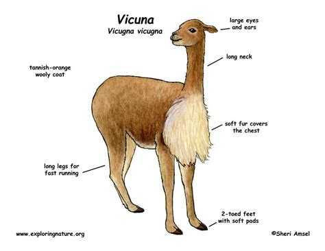 Vicuna (Vicugna)