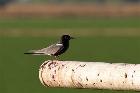 Black tern numbers plummet, invasives largely to blame | Great Lakes Echo