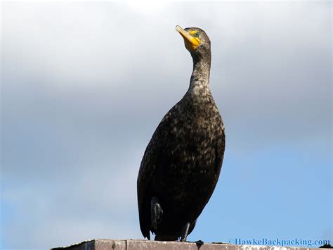 Everglades National Park (Flamingo) - HawkeBackpacking.com