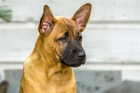 ไทยหลังอาน (Thai Ridgeback) เจ้าหมาพันธุ์ไทยแท้ กับเสน่ห์ที่น่าหลงใหล – NongPets