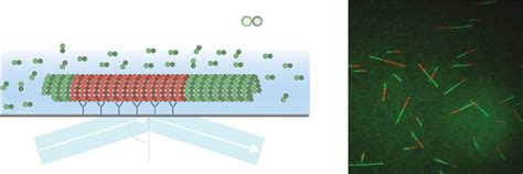 Microtubule Dynamics by TIRF Microscopy. (a) Schematic experimental... | Download Scientific Diagram