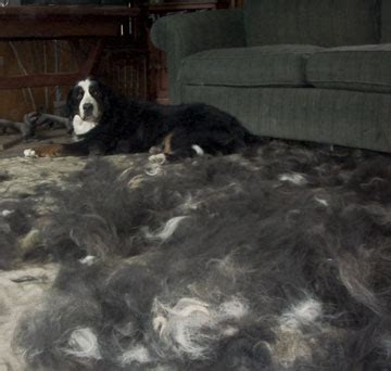 Bernese Mountain Dogs Shed