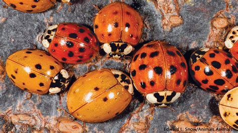 Are All Ladybugs Girls? The Quick Answer – School Of Bugs