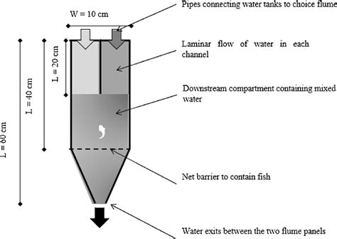 A diagram of the 2-channel choice flume (60 Â 10 cm; water depth, 5 ...