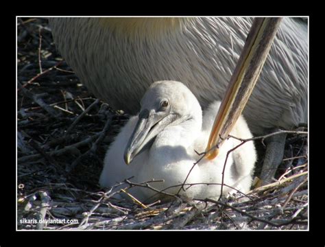 Baby Pelican by Sikaris on DeviantArt