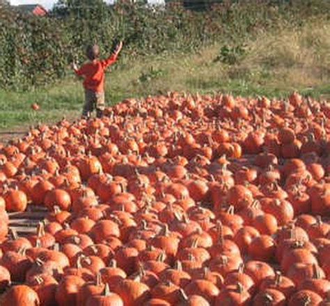 Terhune Orchards in Princeton: Fall harvest festival every weekend - nj.com