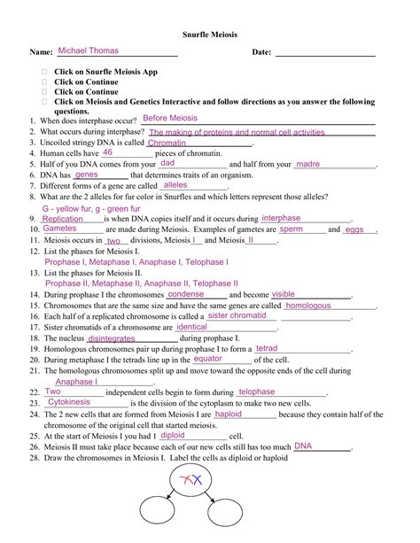 Meiosis Worksheet Answer Key / Meiosis the process that produces haploid gametes is.