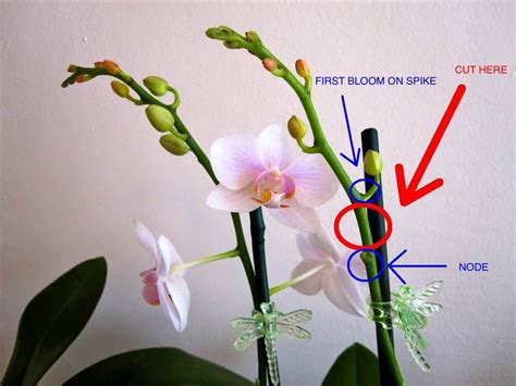 How To Prune Orchids? – The Housing Forum
