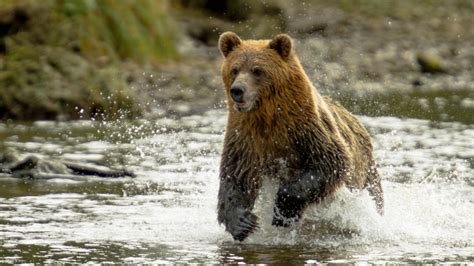 Yellowstone Grizzly Bears are Back on the Protected Species List - Giving Compass