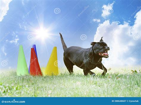 Staffordshire Bull Terrier Training Stock Image - Image of large ...