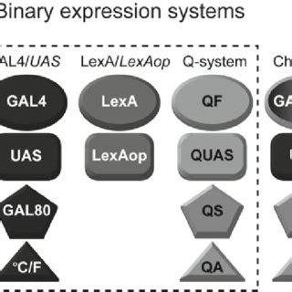 Binary expression systems . The GAL4/ UAS and the Q-system consist of a... | Download Scientific ...