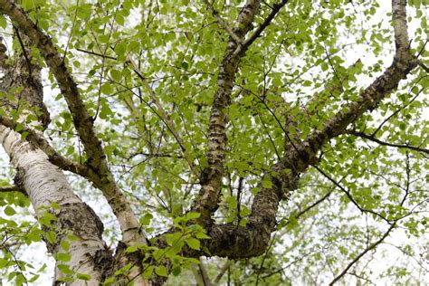 How to Grow and Care for a Paper Birch Tree