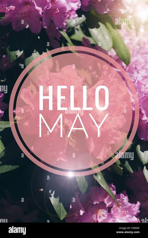 Banner hello may. Welcome picture. New month. Warm month. the month of May. Spring month. Hi ...