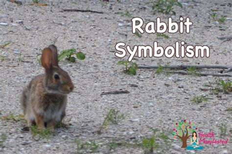 Rabbit Symbolism - Health Manifested