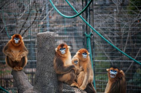 Shanghai Zoo animals given five-star warmth against bitter cold - SHINE ...