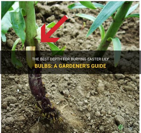 The Best Depth For Burying Easter Lily Bulbs: A Gardener's Guide | ShunCy