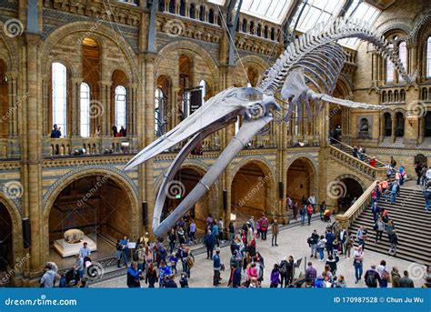 The Whale Skeleton in Natural History Museum, London Editorial Stock ...