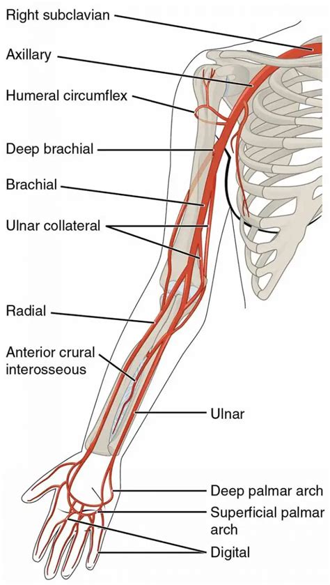 Radial Artery: Anatomy, Location, Pulse, Pathology | Learn from doctor