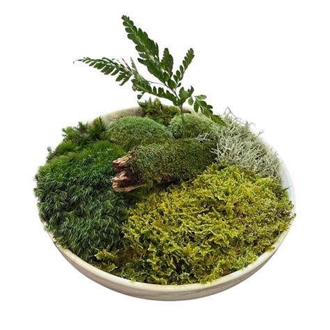 Indoor Moss Garden Kit For Sale