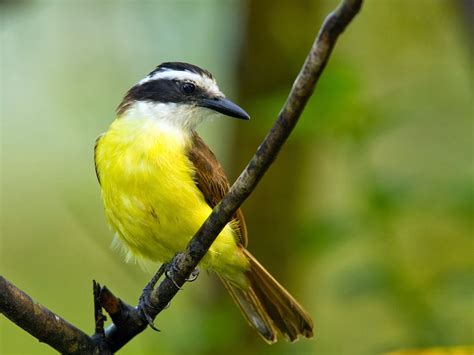 Great Kiskadee - Birds World