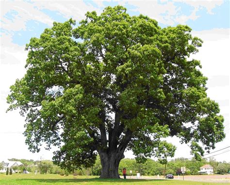 English Oak | Tree photography, Black oak tree, White oak tree