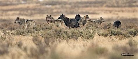 Yellowstone wolf pack encircles two photographers . . . . .”wild and beautiful” | Yellowstone ...