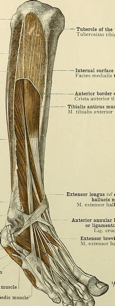 Image from page 115 of "An atlas of human anatomy for stud… | Flickr