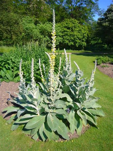 What Is Mullein Leaf Called In Hindi