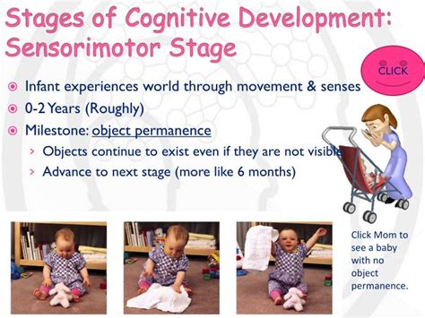 PPT - Human Development: Cognitive Development PowerPoint Presentation - ID:2951408