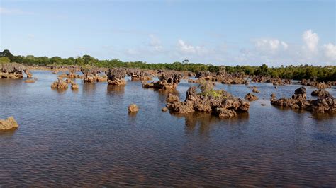 Wasini Island – A Sea-Safari to One of the World's Premier Ocean Parks