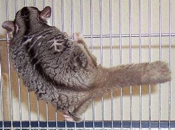 Sugarglider.com - Gliderpedia - Pellets