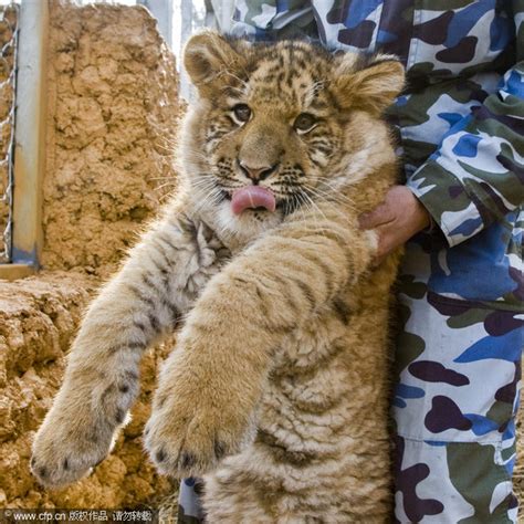 Rare baby liger in E China[4]- Chinadaily.com.cn