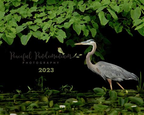 2023 Bird and Nature Calendar — Peaceful Pandemonium Photography