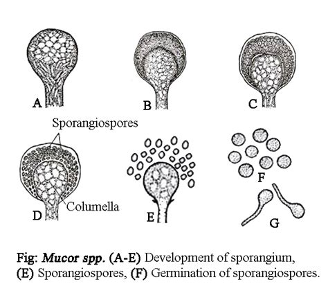 MUCOR - CLASSIFICATION, VEGETATIVE STRUCTURE, REPRODUCTION