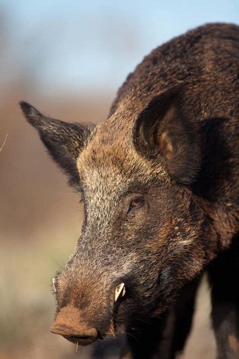 34 Best Hogs images | Hog hunting, Boar hunting, Wild boar hunting