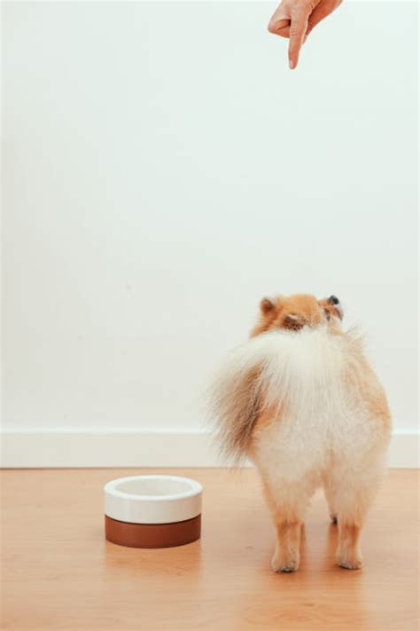 A Brown Pomeranian Puppy Being Trained · Free Stock Photo