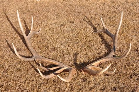 Wild Day Utah: Shed Antlers