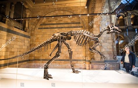 Mantellisaurus Skeleton Formerly Known Iguanodon Found Editorial Stock ...