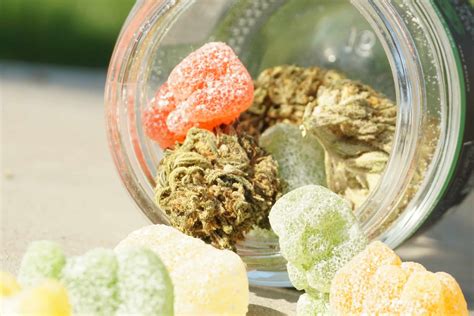 Cannabis gummies are a bad idea - Anyone's Child