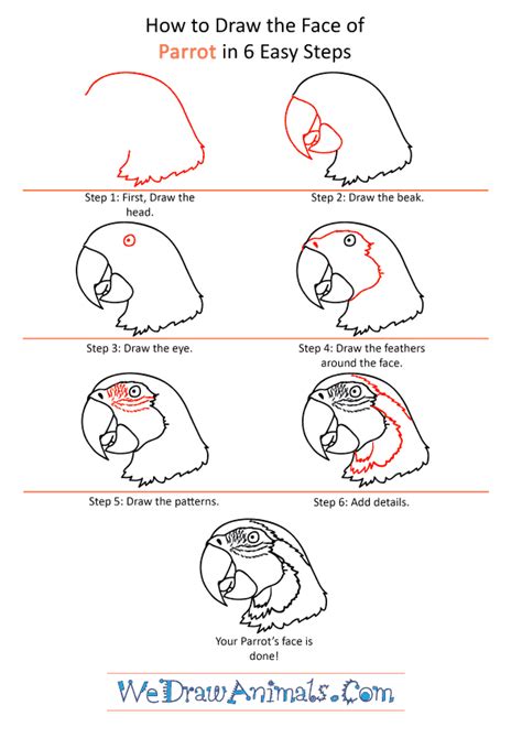 How to Draw a Parrot Face