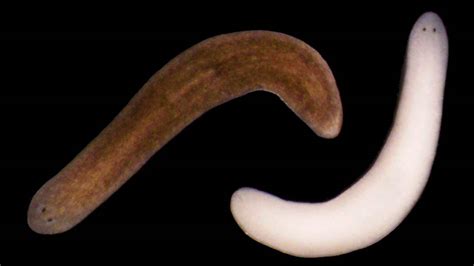 These 'vampire' flatworms could help treat light sensitivity disorders in humans | Science | AAAS