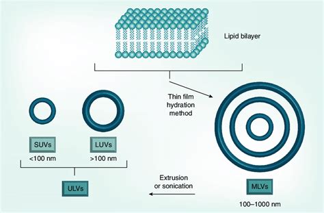 Liposomes of different size and number of lamellae. SUV: Small ...