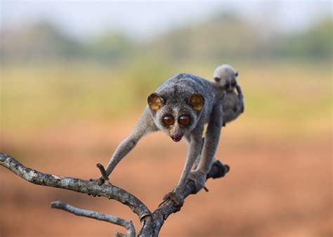 Red Slender Loris (Loris tardigradus) | Nocturnal animals, Unusual animals, Cute animals