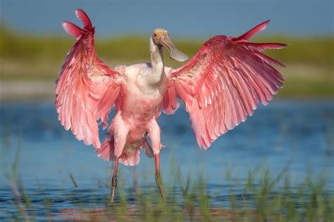 Audubon Studies of the Roseate Spoonbill Track Population Rebound | Audubon Florida