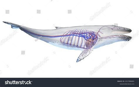 3d Rendered Medical Illustration Whale Anatomy Stock Illustration ...