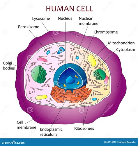 Human cell diagram stock vector. Image of scientific - 69314812