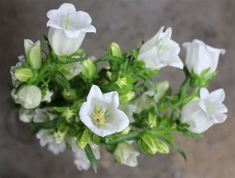 Canterbury Bells (Campanula) | Stevens and Son Wholesale Florist