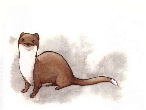 Weasel Notecard - Watercolor Illustration | Watercolor illustration, Illustration, Watercolor